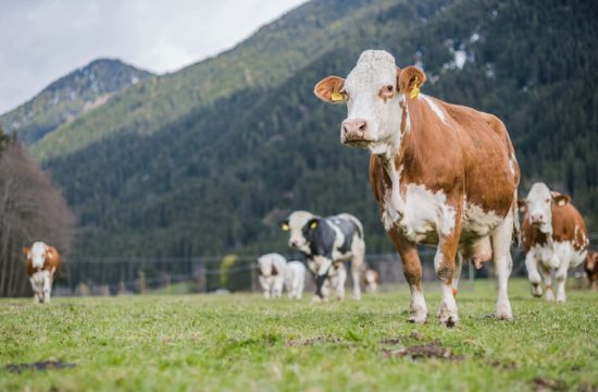 Hintnerhof in Pichl / Gsies - Südtirol