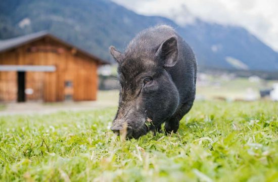 Hintnerhof a Colle / Valle di Casies - Alto Adige