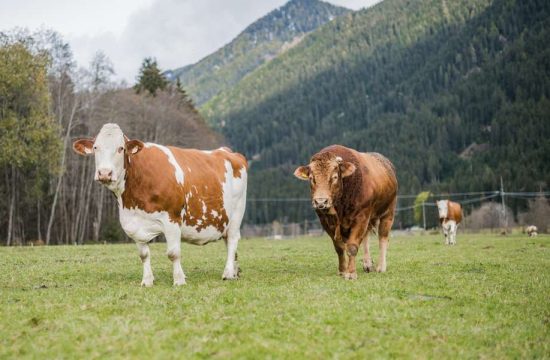 Hintnerhof in Colle / Valle di Casies - South Tyrol